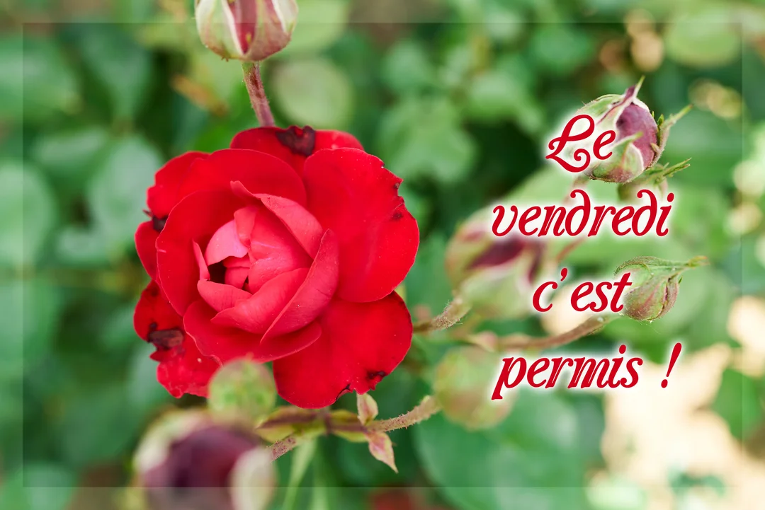 Gros plan sur une rose rouge vif dans un jardin, entourée de bourgeons et de feuillage vert, avec un texte calligraphié.