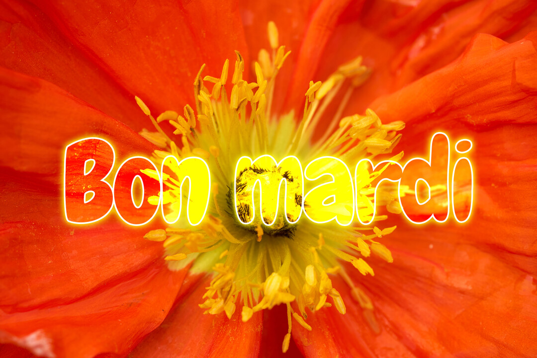 Gros plan photographique du cœur d'un coquelicot rouge vif, avec ses pistils jaunes, sur lequel est inscrit le texte 'Bon mardi' en lettres lumineuses.