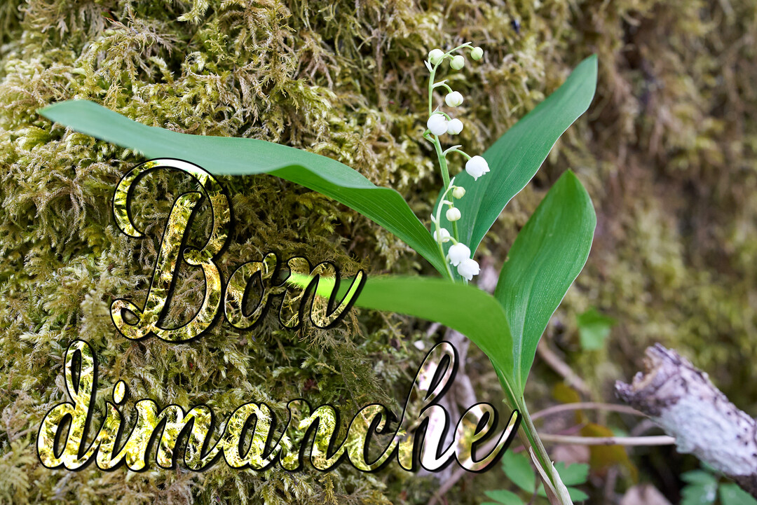 Un brin de muguet avec ses clochettes blanches et ses feuilles vertes pousse devant un tronc d'arbre recouvert de mousse verdoyante.