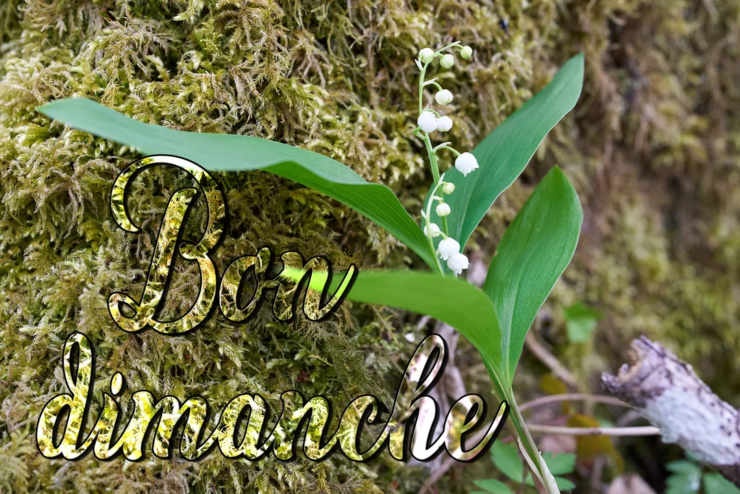 Un brin de muguet avec ses clochettes blanches et ses feuilles vertes pousse devant un tronc d'arbre recouvert de mousse verdoyante.