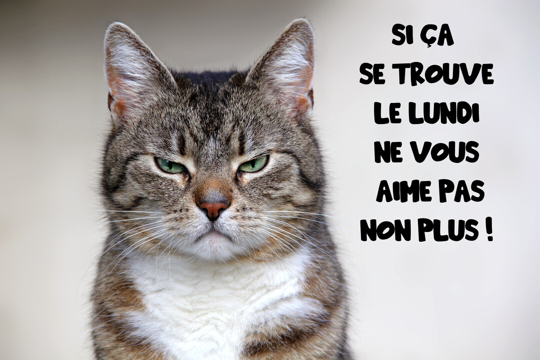 Un gros plan sur la tête d'un chat tigré au regard mécontent, avec un texte humoristique sur le lundi écrit à sa droite.