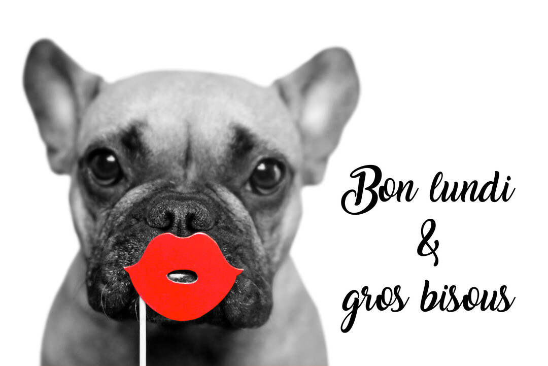 Un bouledogue français en noir et blanc regarde la caméra en tenant devant sa truffe des lèvres rouges factices sur un bâtonnet.