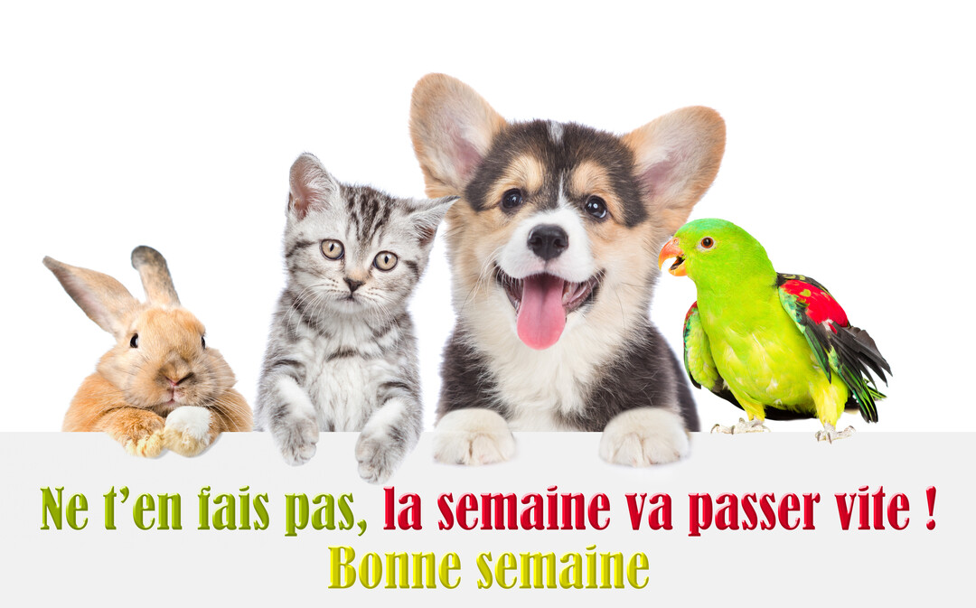 Un lapin, un chaton tigré, un chiot corgi haletant et un perroquet vert se tiennent côte à côte derrière une bannière blanche.