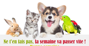 Carte pour souhaiter une bonne semaine avec un lapin, un chaton, un chiot corgi et un perroquet souriants, regardant par-dessus une bannière blanche.