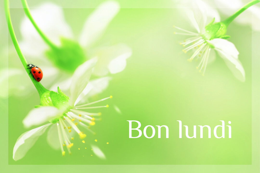 Une macro-photographie lumineuse montre une coccinelle sur la tige d'une fleur de cerisier blanche, avec l'inscription 'Bon lundi' sur fond vert.