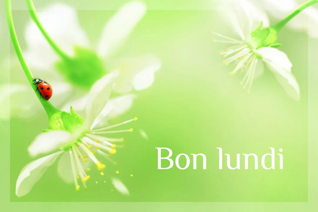 Une macro-photographie lumineuse montre une coccinelle sur la tige d'une fleur de cerisier blanche, avec l'inscription 'Bon lundi' sur fond vert.