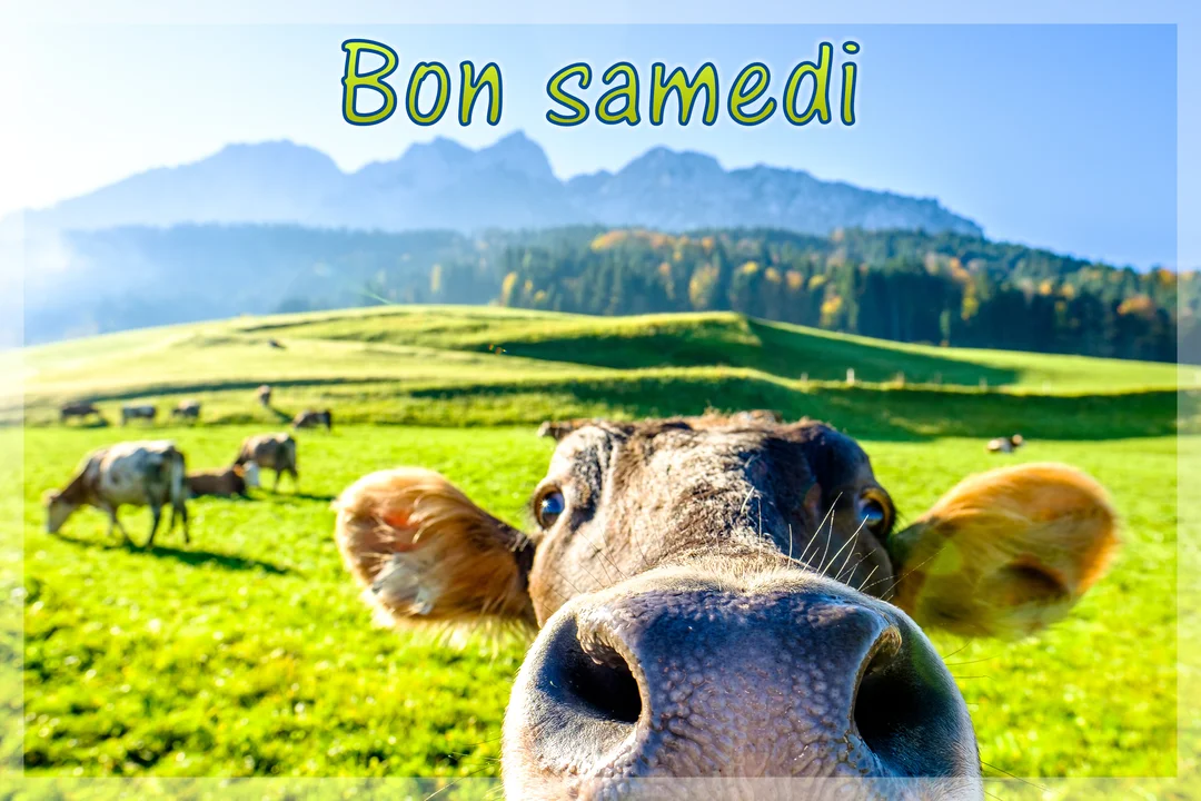 Une vache curieuse en gros plan dans une prairie verte, avec un troupeau et des montagnes en arrière-plan sous un ciel bleu.