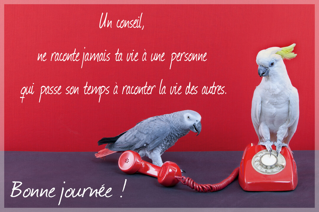 Sur un fond rouge, un cacatoès blanc est perché sur un téléphone rouge tandis qu'un perroquet gris regarde le combiné décroché au sol.