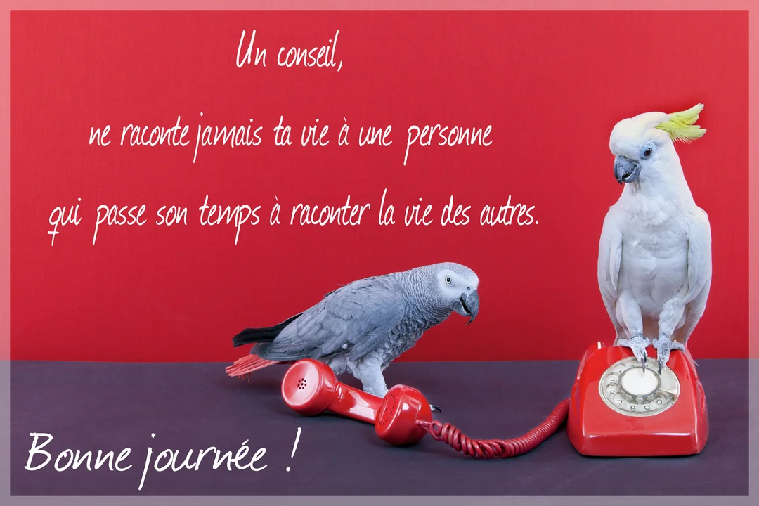 Sur un fond rouge, un cacatoès blanc est perché sur un téléphone rouge tandis qu'un perroquet gris regarde le combiné décroché au sol.