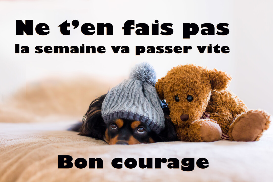 Un petit chien de race Cavalier King Charles, coiffé d'un bonnet, est couché sur un lit à côté d'un ours en peluche marron.