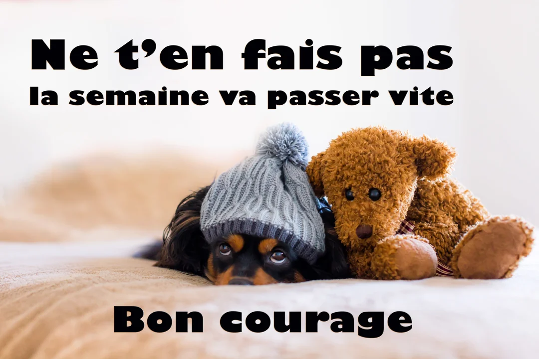 Un petit chien de race Cavalier King Charles, coiffé d'un bonnet, est couché sur un lit à côté d'un ours en peluche marron.