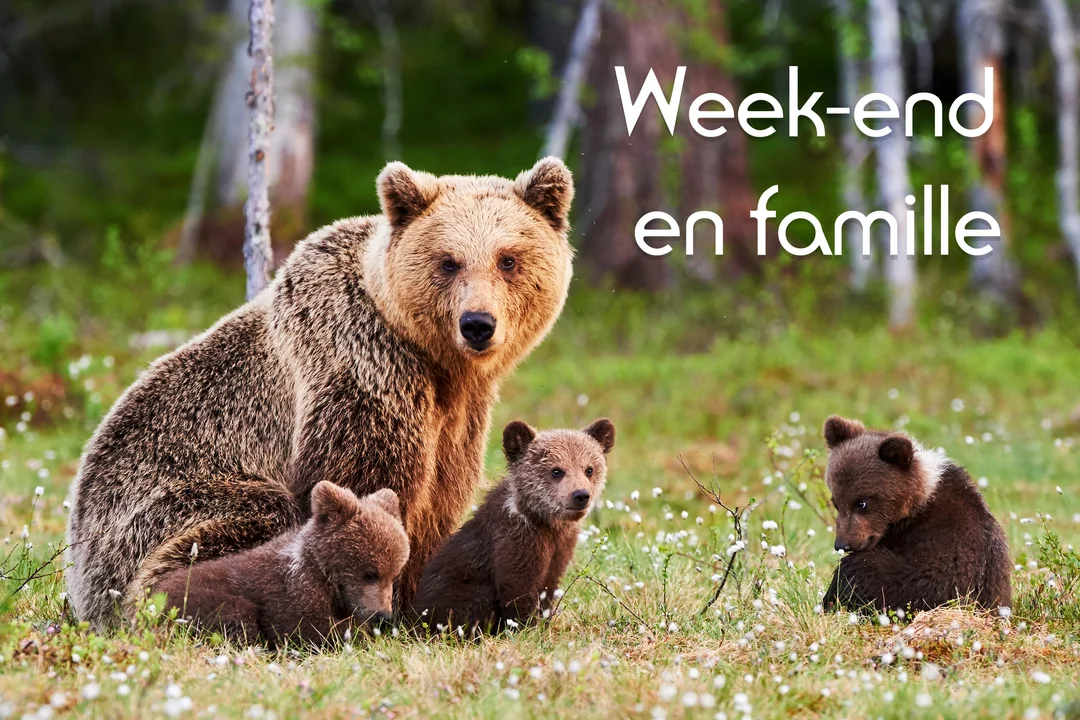 Une maman ours brune et ses trois petits oursons sont paisiblement installés dans une prairie verdoyante parsemée de petites fleurs blanches.