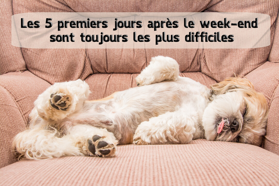 Un adorable petit chien poilu dort profondément sur le dos dans un fauteuil moelleux, la langue pendante, illustrant une grande fatigue post-week-end.