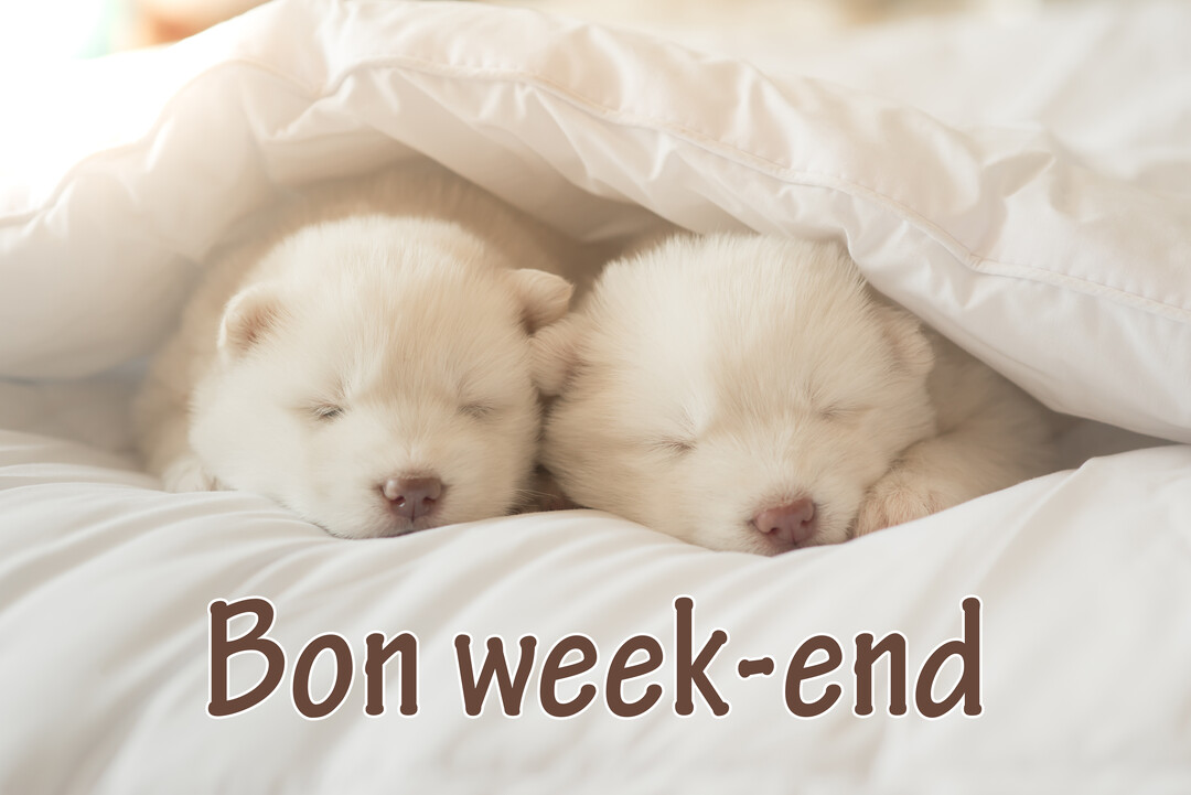 Deux très jeunes chiots blancs à la fourrure duveteuse dorment côte à côte, confortablement installés sous une couette blanche et moelleuse.