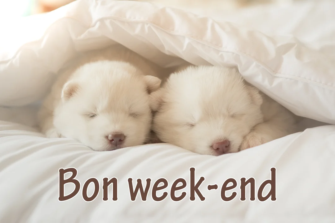 Deux très jeunes chiots blancs à la fourrure duveteuse dorment côte à côte, confortablement installés sous une couette blanche et moelleuse.