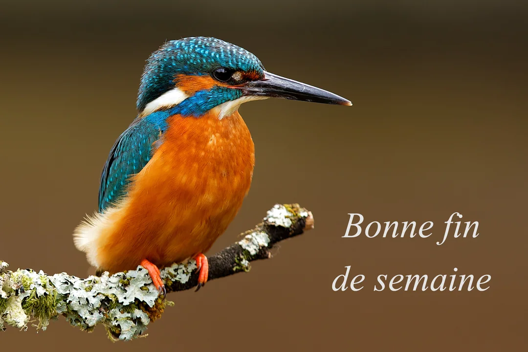 Un martin-pêcheur au plumage bleu vif et au ventre orange est perché de profil sur une branche moussue, sur un fond marron flouté.