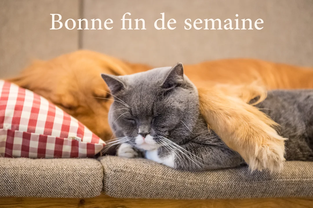Un chat British Shorthair gris dort paisiblement sur un canapé, avec la patte d'un chien Golden Retriever posée affectueusement sur lui.