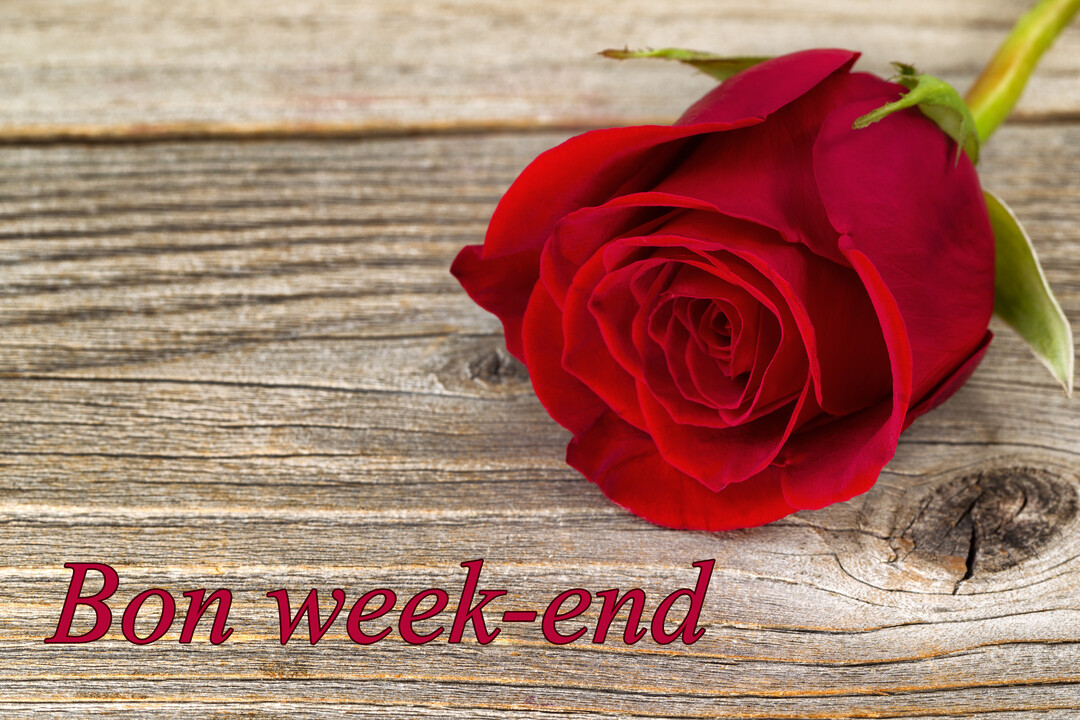 Une rose rouge veloutée, avec sa tige verte, est posée sur une planche de bois vieilli, avec l'inscription 'Bon week-end' en bas.