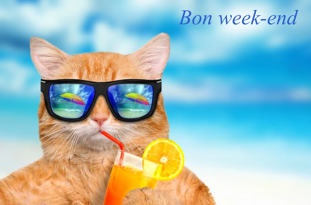 Un chat roux rigolo porte des lunettes de soleil et sirote une boisson orange, avec une plage ensoleillée reflétée dans ses verres.