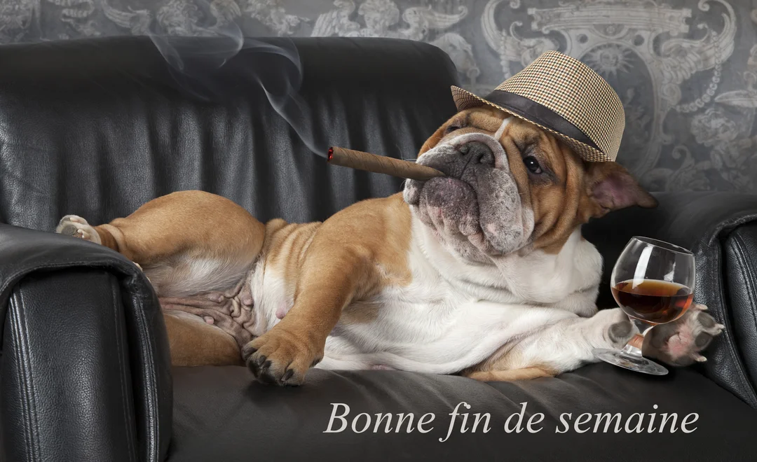Un bulldog anglais est allongé nonchalamment sur un fauteuil en cuir noir, portant un chapeau, avec un cigare à la bouche et un verre à la patte.