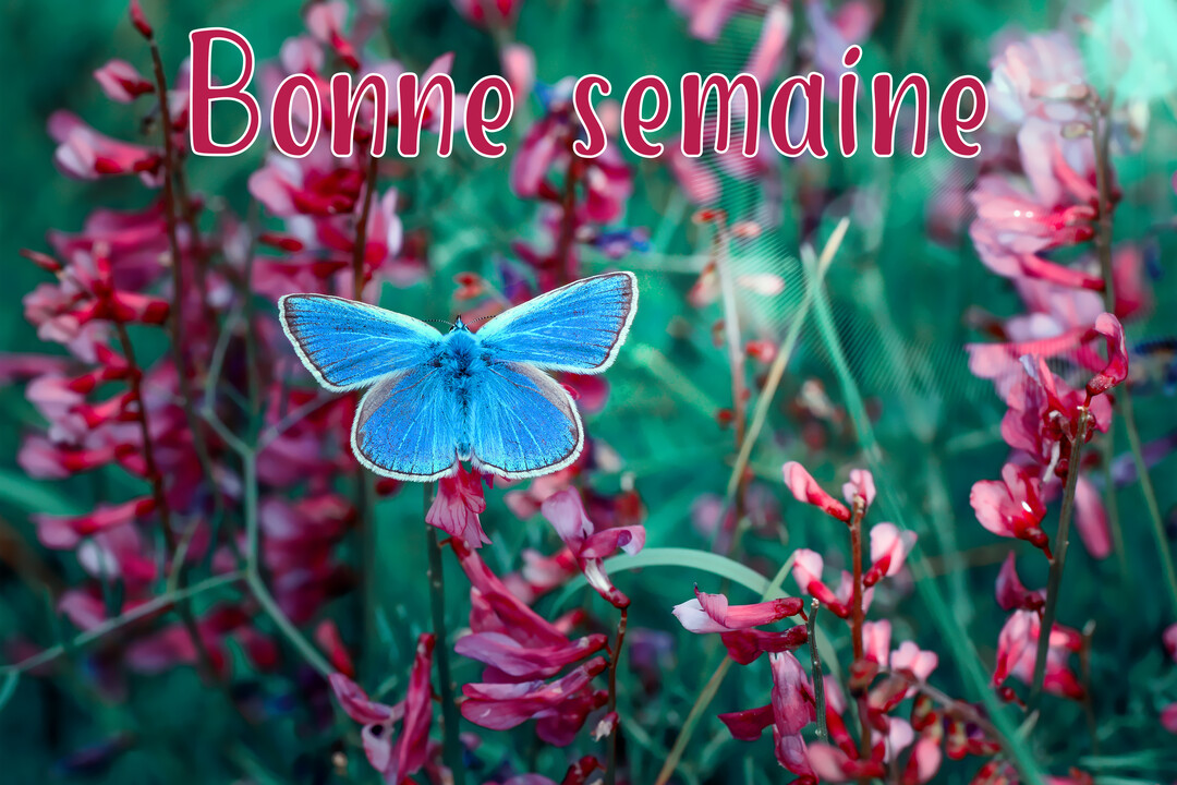 Un papillon d'un bleu éclatant est posé sur des fleurs roses, avec un texte 'Bonne semaine' superposé sur un fond végétal verdoyant.