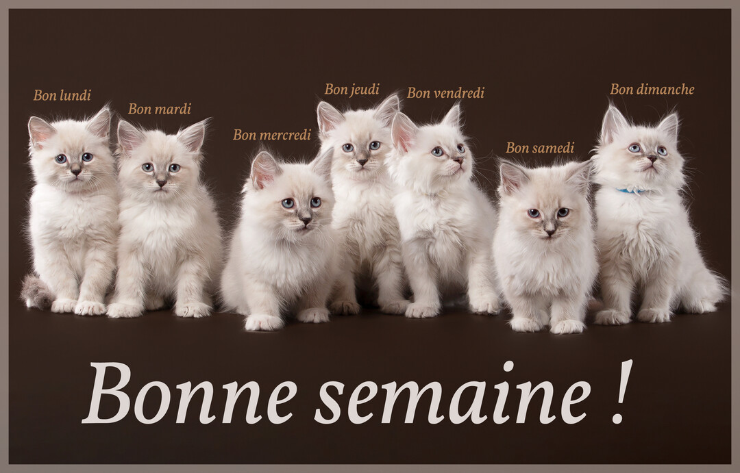Une photographie de sept chatons blancs de race Neva Masquerade, alignés côte à côte sur un fond uni marron foncé, souhaitant une bonne semaine.