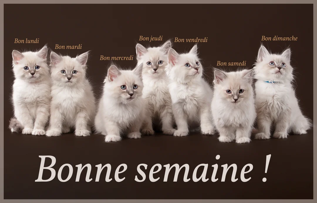 Une photographie de sept chatons blancs de race Neva Masquerade, alignés cÎte à cÎte sur un fond uni marron foncé, souhaitant une bonne semaine.