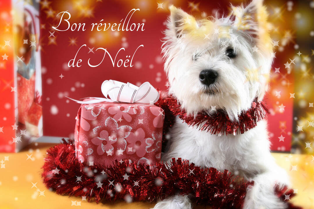 Un adorable chien blanc, orné d'une guirlande de Noël rouge scintillante, pose à côté d'un paquet cadeau sur un fond rouge parsemé d'étoiles dorées.