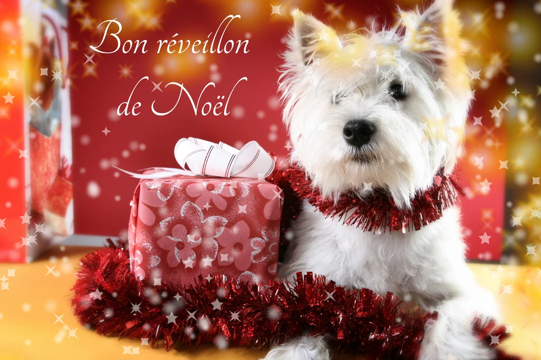 Un adorable chien blanc, orné d'une guirlande de Noël rouge scintillante, pose à côté d'un paquet cadeau sur un fond rouge parsemé d'étoiles dorées.