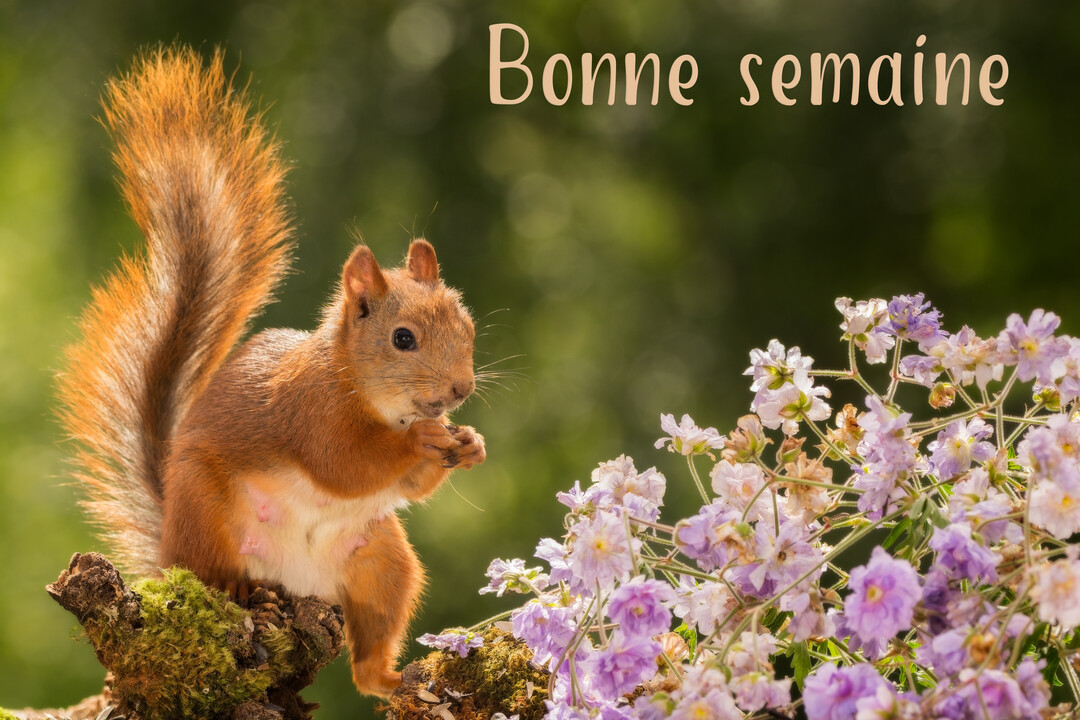 Un écureuil roux au pelage touffu est assis sur une branche moussue, grignotant près de petites fleurs lilas, sur un fond vert.