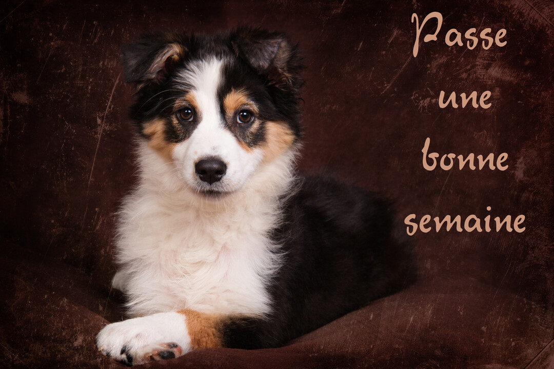 Un jeune chiot berger australien tricolore est allongé sur un fond marron texturé, regardant fixement l'objectif avec un air doux et attendrissant.