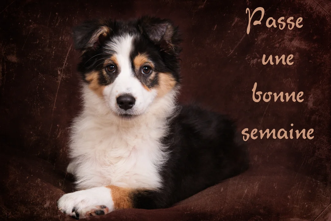 Un jeune chiot berger australien tricolore est allongé sur un fond marron texturé, regardant fixement l'objectif avec un air doux et attendrissant.