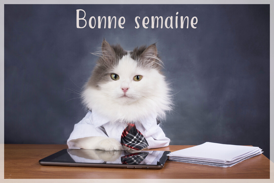 Un chat poilu en chemise-cravate est assis à un bureau, devant un tableau où il est écrit 'Bonne semaine' d'une écriture blanche.