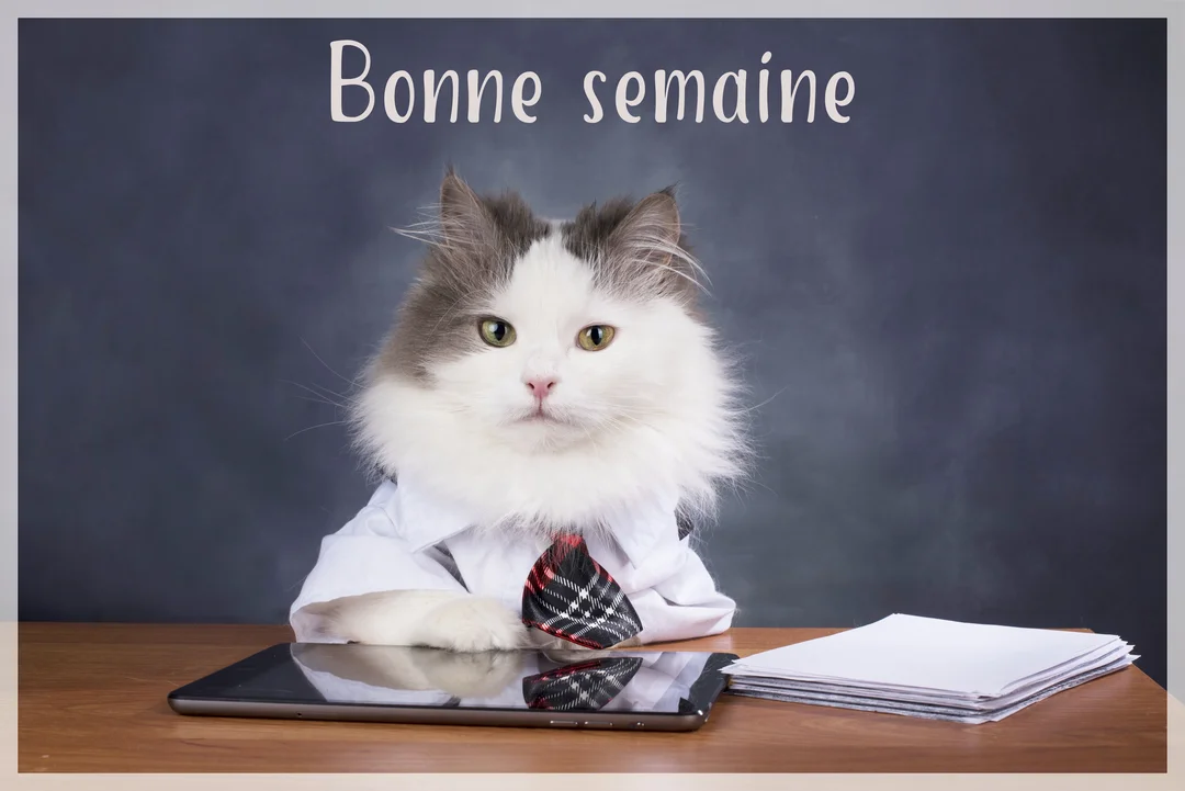 Un chat poilu en chemise-cravate est assis à un bureau, devant un tableau où il est écrit 'Bonne semaine' d'une écriture blanche.