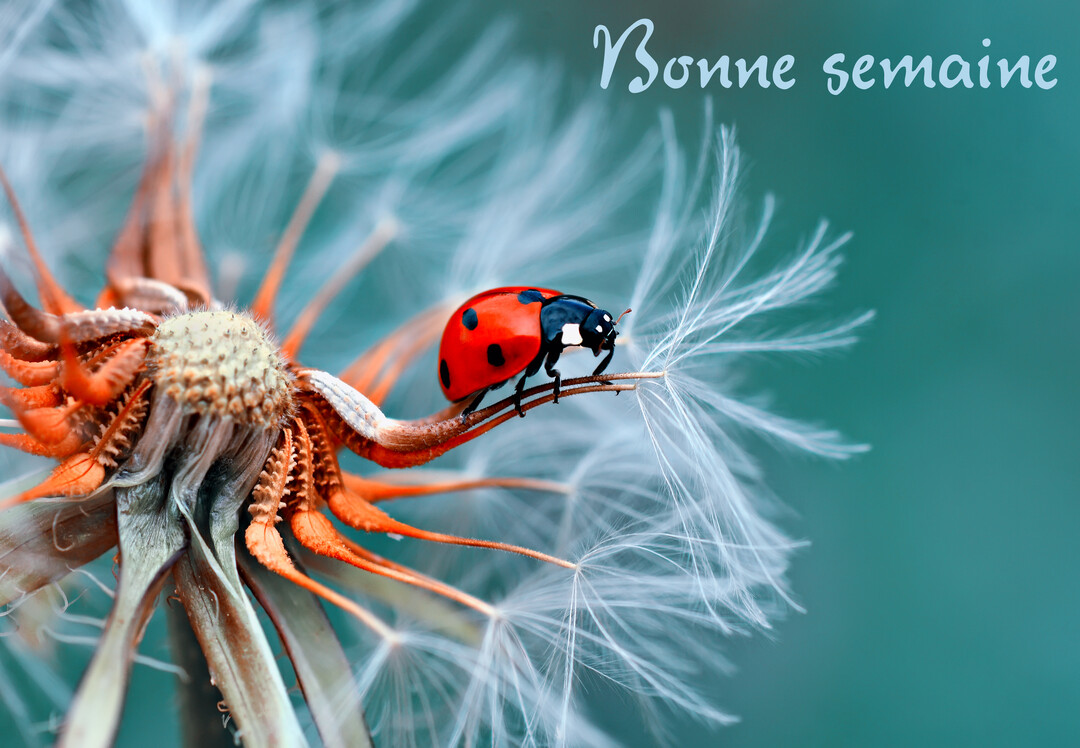 En gros plan, une coccinelle rouge et noire se tient délicatement sur les aigrettes blanches et duveteuses d'une fleur de pissenlit fanée.