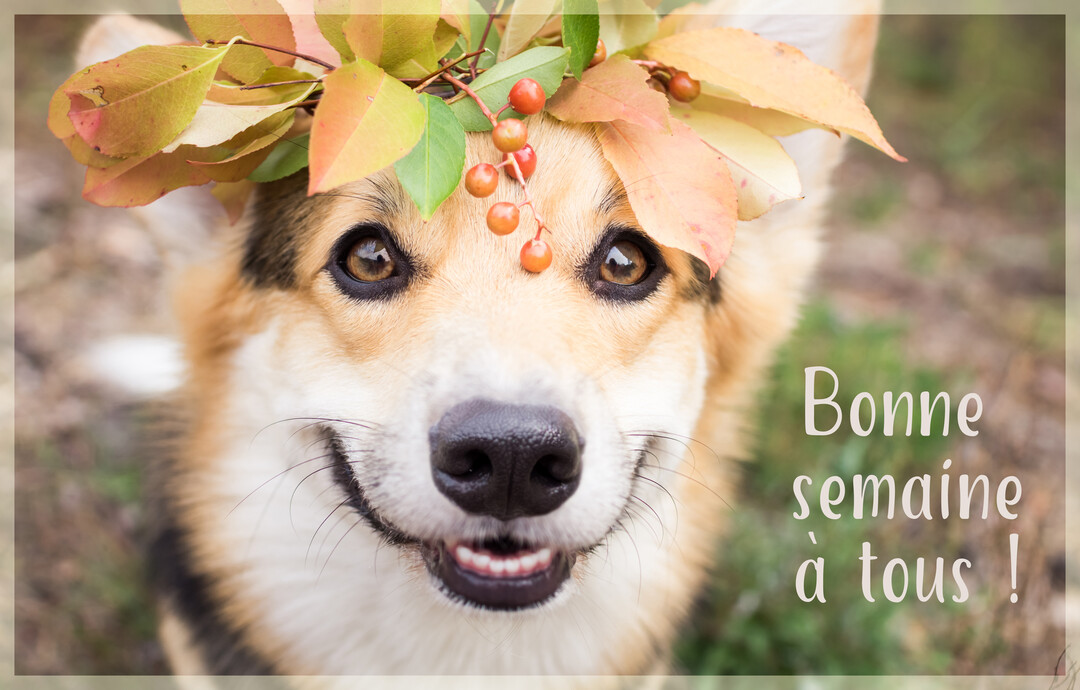 Gros plan sur un chien de race Corgi qui sourit, portant une couronne de feuilles et de baies automnales sur sa tĂȘte.