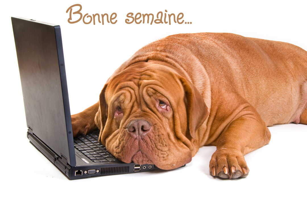 Un grand chien marron aux babines pendantes est affalé, la tête reposant sur le clavier d'un ordinateur portable, sur un fond blanc uni.