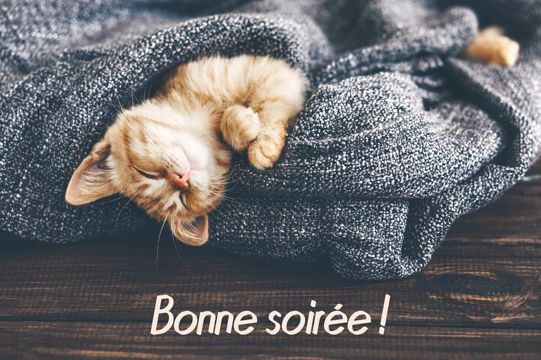 Un petit chaton roux dort profondément, enroulé dans une épaisse couverture tricotée grise, posée sur une surface en bois sombre.