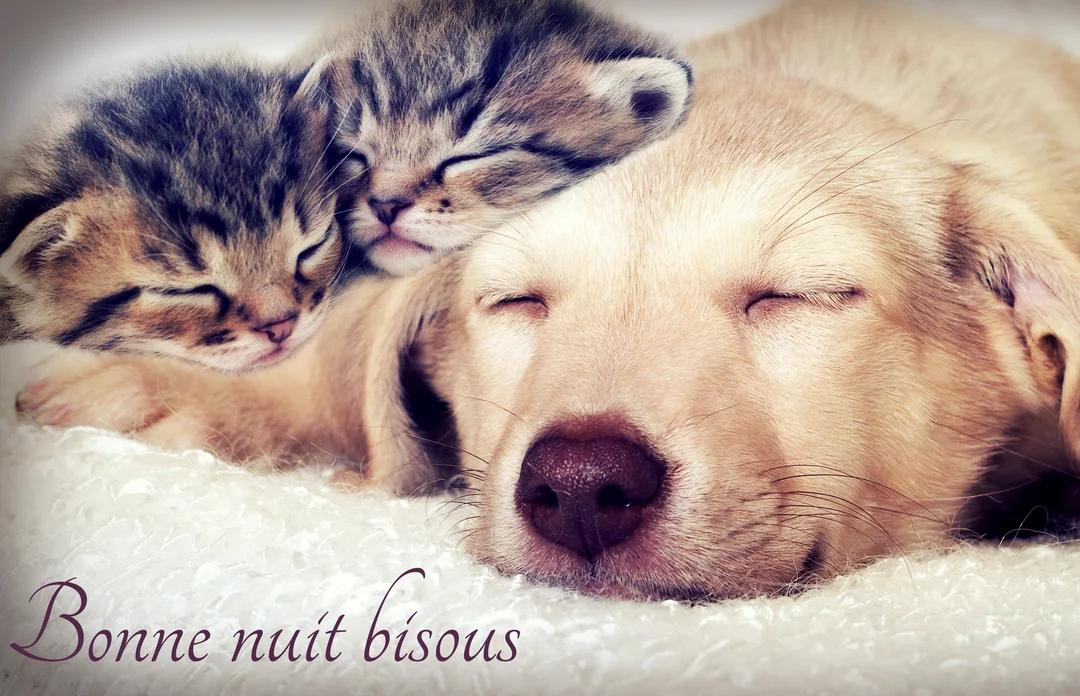 Un jeune chiot de couleur sable et deux chatons tigrés dorment paisiblement, blottis les uns contre les autres sur un textile blanc.