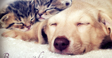 Aperçu de la carte : Bonne nuit bisous