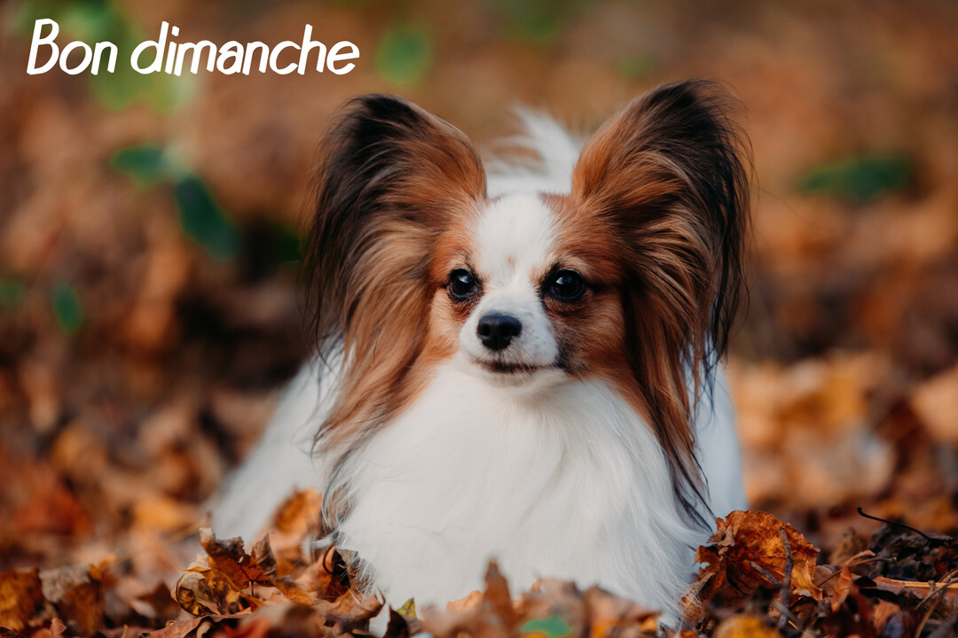 Un petit chien de race Épagneul Papillon est assis sur un lit de feuilles d'automne, avec le texte 'Bon dimanche' en haut à gauche.