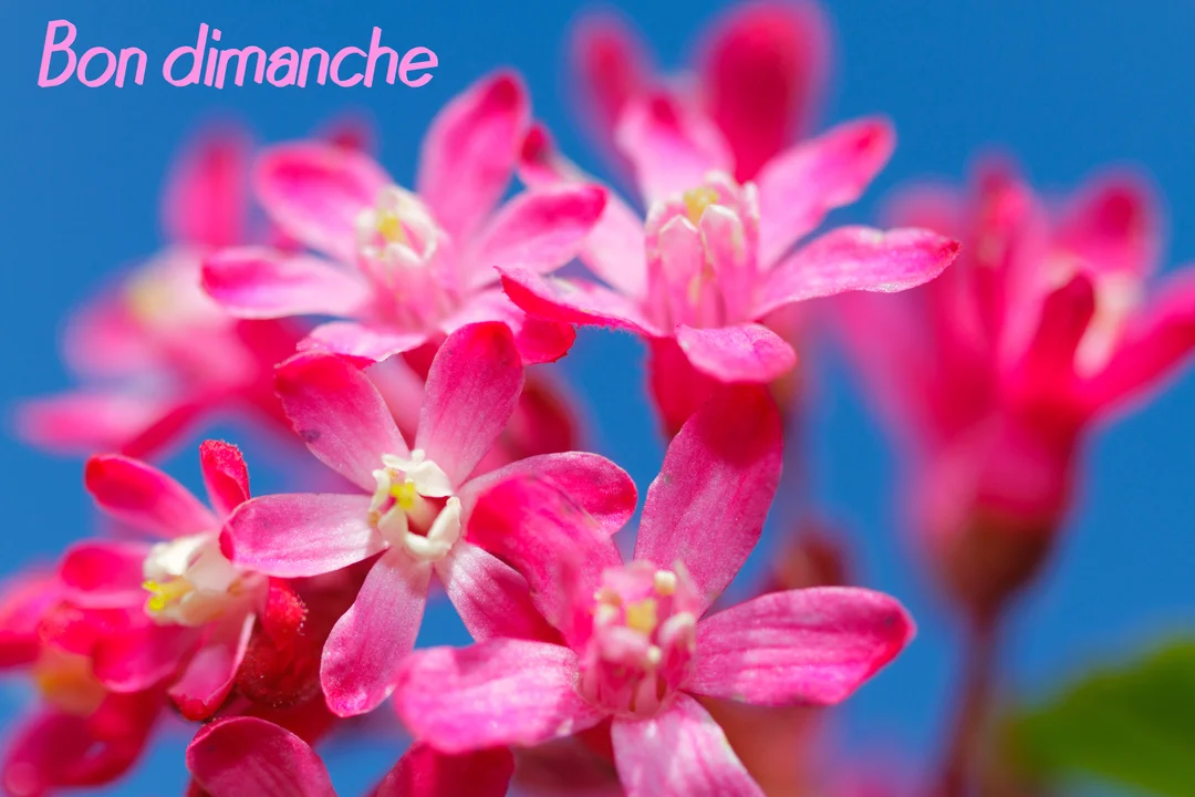 Photographie en macro de délicates fleurs roses à cinq pétales avec un cœur blanc, se détachant sur un fond d'un ciel bleu intense.