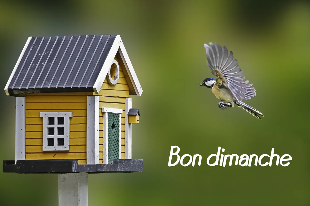 Une mésange charbonnière, les ailes déployées, vole vers un nichoir en bois jaune sur un arrière-plan végétal vert et flou.