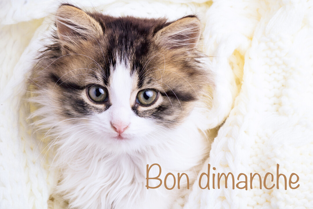 Gros plan sur un jeune chaton à poil long, bicolore, confortablement installé dans un plaid en tricot blanc et regardant droit devant.