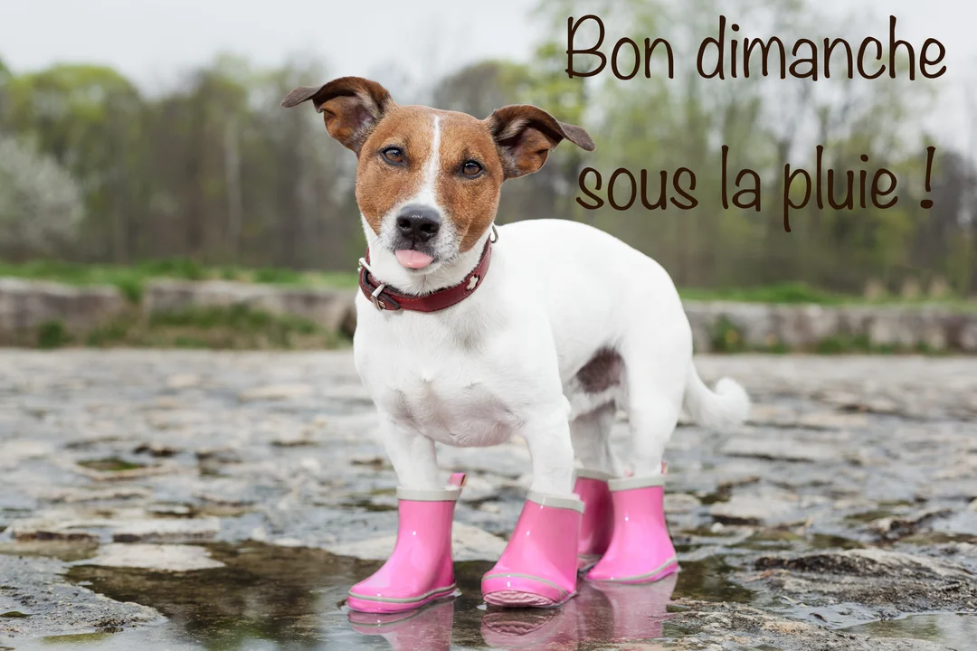 Un chien Jack Russell debout dans une flaque d'eau porte des bottes de pluie roses et tire la langue de manière espiègle.