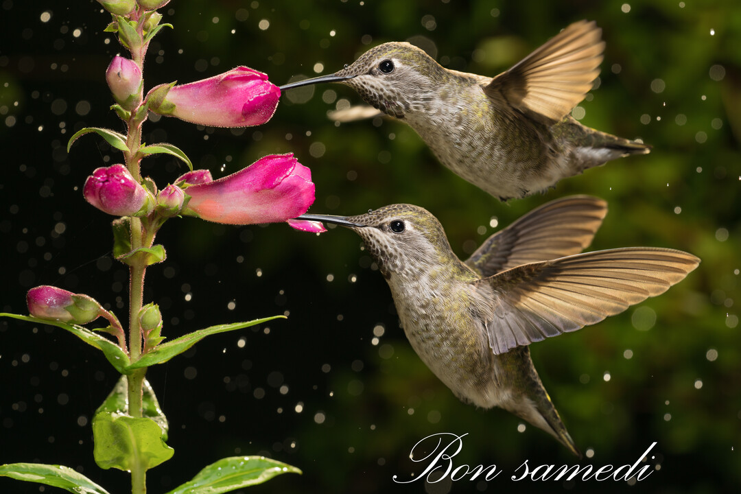 Photographie en gros plan de deux colibris butinant des fleurs roses, sur un fond vert foncé avec des gouttelettes lumineuses en suspension.