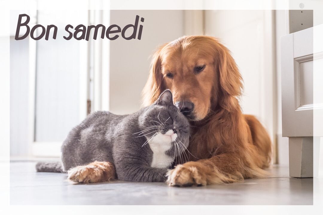 Un golden retriever doré repose sa tête tendrement sur un chat gris et blanc, tous deux allongés et blottis l'un contre l'autre sur un sol clair.
