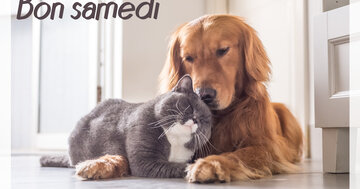 Aperçu de la carte : Bon samedi