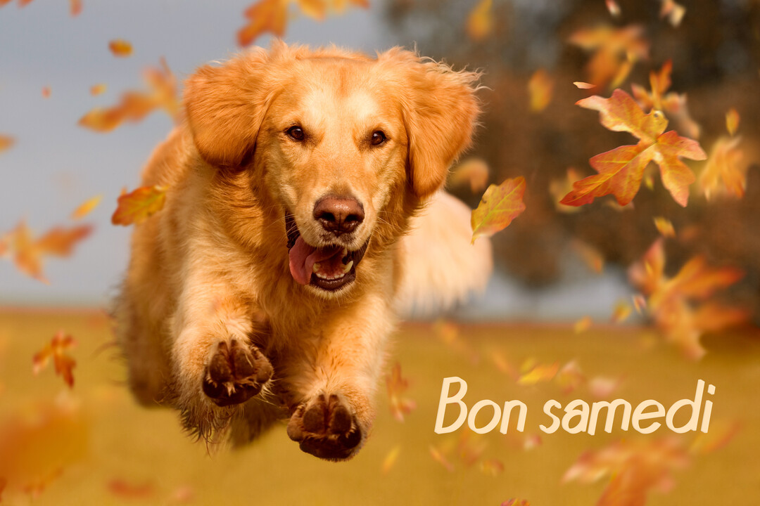 Un chien de race golden retriever, au pelage doré, saute avec enthousiasme vers la caméra, entouré de feuilles d'automne tourbillonnantes.