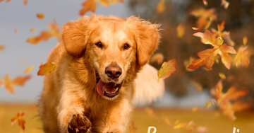 Aperçu de la carte : Bon samedi